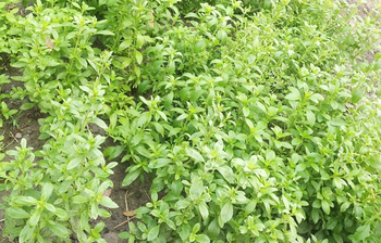 চিনির বিকল্প হতে পারে স্টিভিয়া