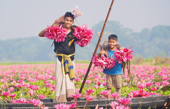 সাতলার বিলের শাপলার অপরূপ সৌন্দর্য
