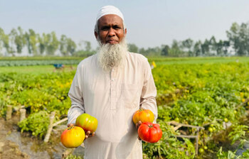 পাবনার টমেটো গ্রাম
