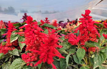 সাগরপাড়ে ফুলের মেলা