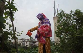 দৃষ্টিনন্দন ছাদ বাগান