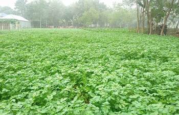 লালমনিরহাটে আলু চাষে লেট ব্লাইটের থাবা