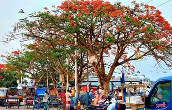 বাহারি সব ফুলে সেজেছে বরিশালের পথঘাট