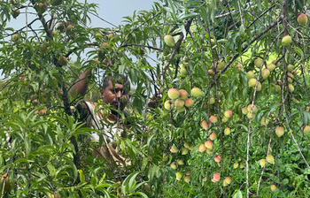 থোকায় থোকায় ঝুলছে বিদেশি পিচফল