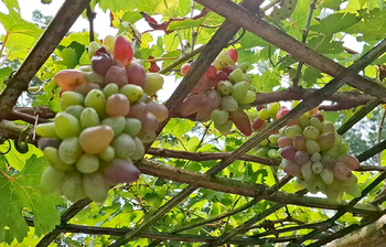 মিশ্র ফলের ঘ্রাণে বদলেছে ভাগ্য, অন্যদের অনুপ্রেরণা জিল্লু