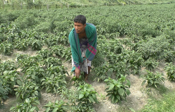 ক্যাপসিকামে স্বপ্ন বুনছেন চরাঞ্চলের কৃষকরা