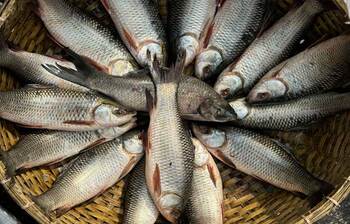 কেন মাছ খাওয়া জরুরি