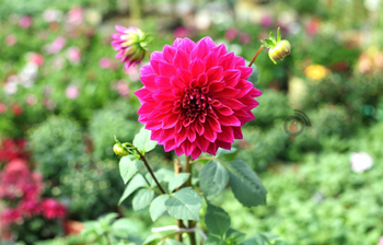 শীতের ফুলে সেজেছে নার্সারি