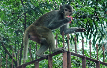 শহরের গল্পে এক বুনো অতিথি