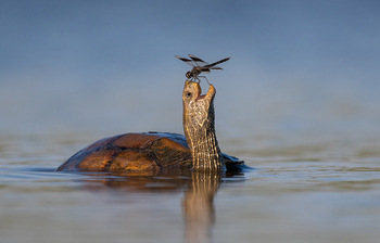 বছরের সেরা ৫ ওয়াইল্ডলাইফ ফটোগ্রাফি