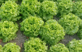 লেটুস চাষে সফল শার্শার চাষিরা