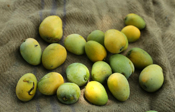 রসালো আম