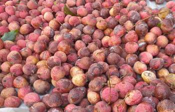 কেজি দরে বিক্রি হচ্ছে লিচু
