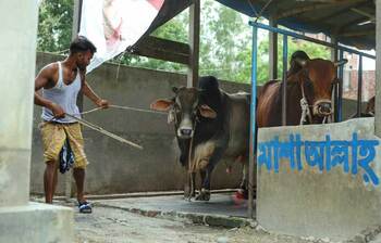 প্রস্তুত কোরবানির পশু