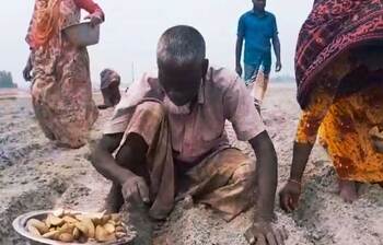 আলু চাষে ব্যস্ত কুড়িগ্রামের কৃষকরা