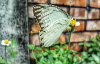 ফুলে ফুলে ঘুরে বেড়াচ্ছে তারা
