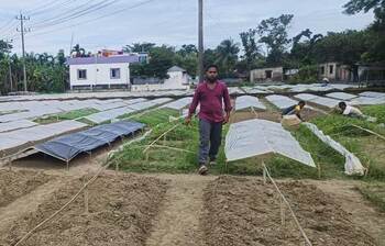 চারা উৎপাদনে ব্যস্ত চাষিরা