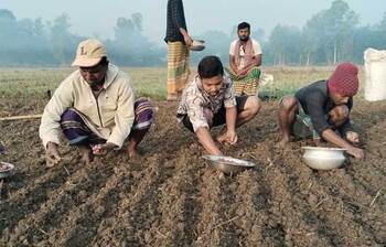 পেঁয়াজ চাষে ব্যস্ত চাষিরা