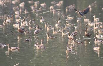 পরিযায়ী পাখির কলতানে মুখর লক্ষ্মীপুর
