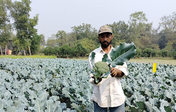 ব্রোকলি চাষে সফল মিরসরাইয়ের মামুন