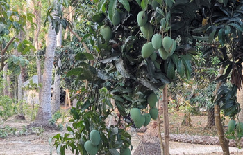 গাছে গাছে ঝুলছে কাঁচা-পাকা আম