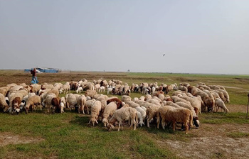 হাট নয়, মুঠোফোনেই মিলছে কোরবানির গাড়ল