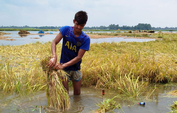 ধান নয়, পানিতে ভাসছে কৃষকের স্বপ্ন
