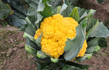 হলুদ ফুলকপি চাষে সফল কিশোরগঞ্জের হাসিম