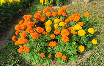 গাঁদা ফুলে সেজেছে শরীয়তপুরের পুলিশ লাইন