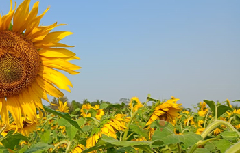 সবুজের বুকে হলুদ হাসি