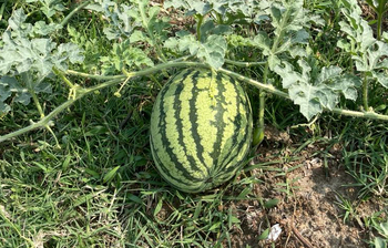 এক উপজেলায় ২০ কোটি টাকার তরমুজ বিক্রির আশা