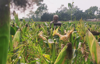 চরাঞ্চলে ভুট্টা চাষে আগ্রহ বেড়েছে কৃষকদের