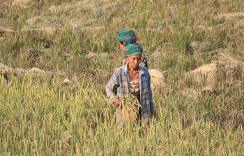 রাঙ্গামাটিতে ধান কাটতে ব্যস্ত চাষিরা