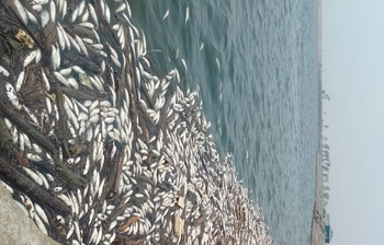 গরমে মরছে মাছ, দিশেহারা চাষিরা