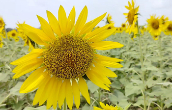 সূর্যমুখীর হাসি