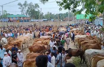 মিরসরাইয়ে জমে উঠেছে পশুর হাট