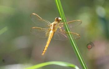 সবুজে মেতেছে প্রজাপতি আর ঘাসফড়িং