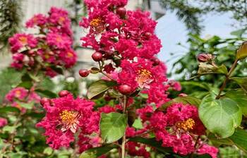 বর্ষার ফুলে সেজেছে প্রকৃতি