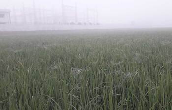 কার্তিকের শুরুতেই শীতের আমেজ