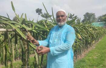 ড্রাগন চাষে সফল কুড়িগ্রামের খোরশেদ