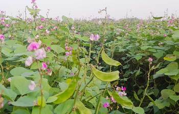 আশার আলো দেখছেন শিম চাষিরা