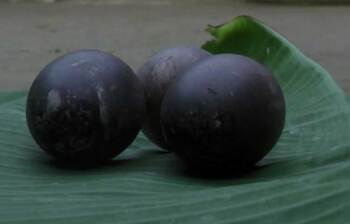 কালো ডিমের রহস্যময় হাঁস