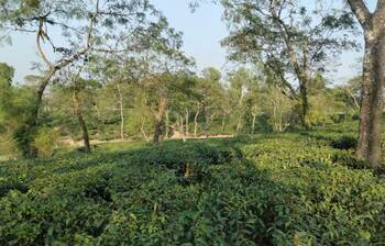 অপরূপ রামগড় চা বাগান