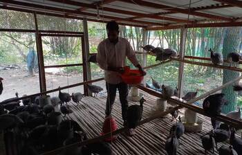 শখের তিতিরে রুবেলের স্বপ্ন পূরণ