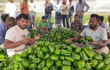 ক্যাপসিকামে ভাগ্য বদলের স্বপ্ন