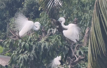 জেলা প্রশাসকের গাছেই বসেছে সাদা বকের সংসার