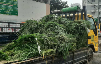 এক আঁটি ঘাস ৫০ টাকা, কোরবানির প্রস্তুতিতে নতুন হিসাব