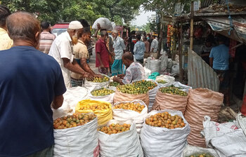 ছবিতে ঝালকাঠির সুপারির বাজার