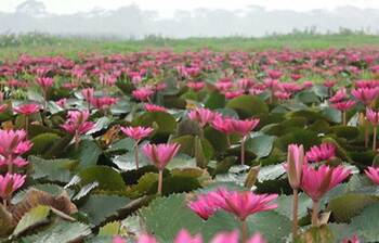 প্রকৃতির বুকে যেন নকশি আঁকা