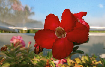 দেখুন ৮০ রকম মরুর গোলাপ